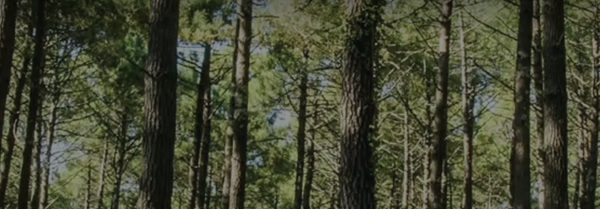 A tree?